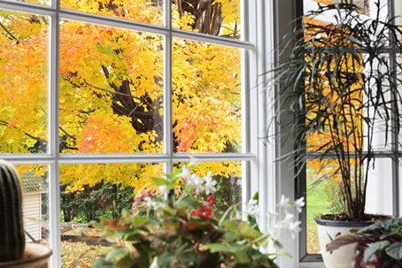 Window